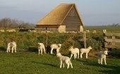 Texel